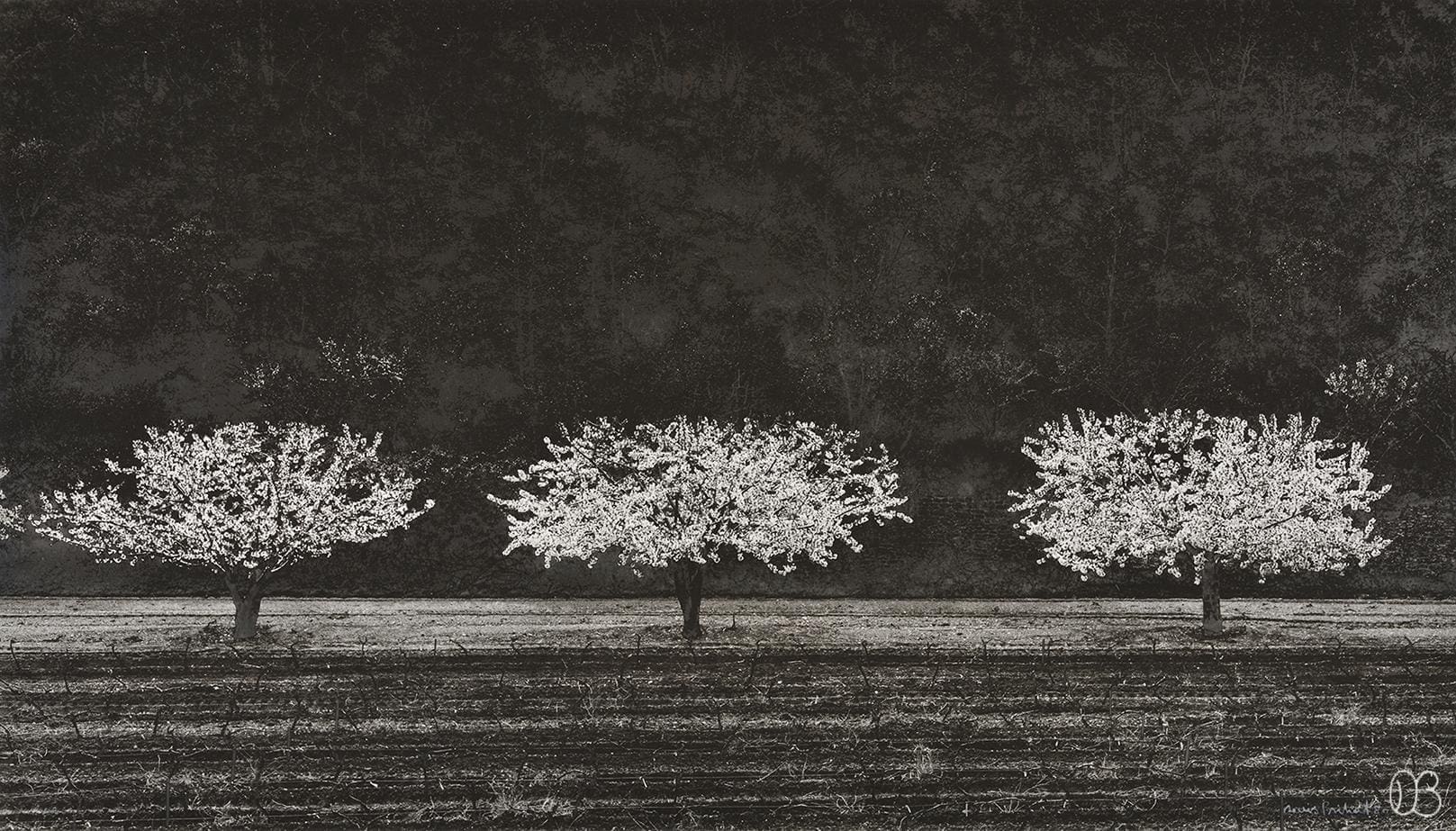Photograph by Denis Briz : Three cherries in flowers