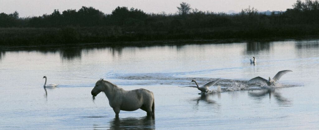 Camargue
