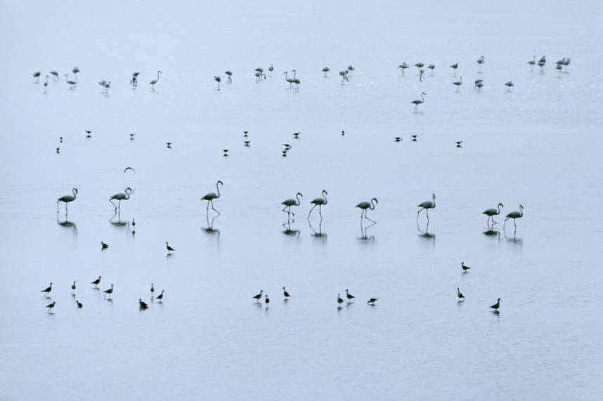 photographie de Hans Silvester, Flamants roses